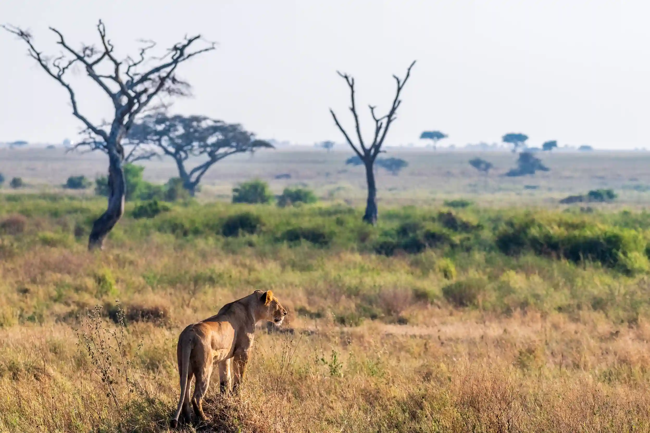 Löwe in Savanne schaut zur Seite