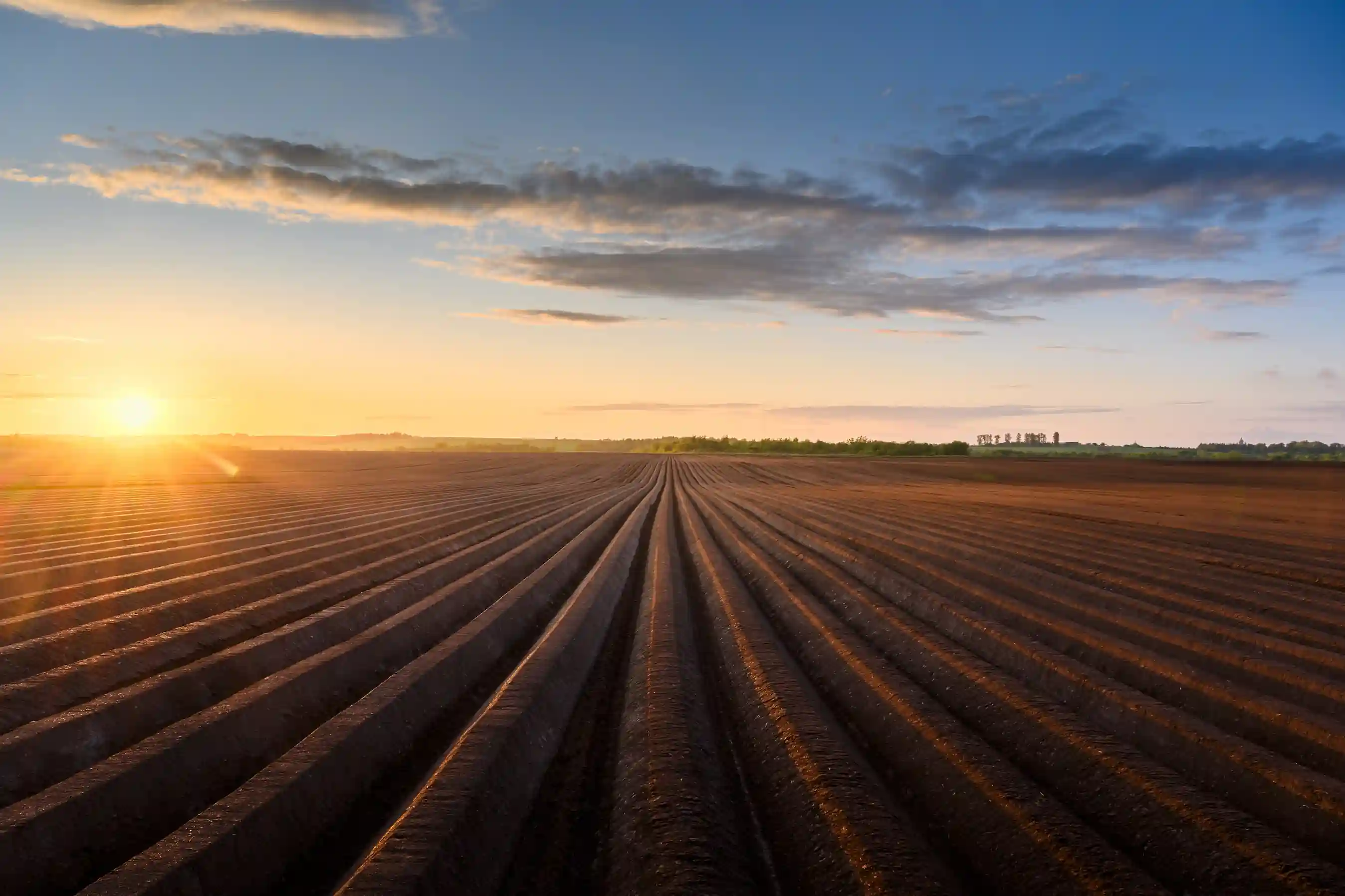 Ackerfeld mit geraden linien